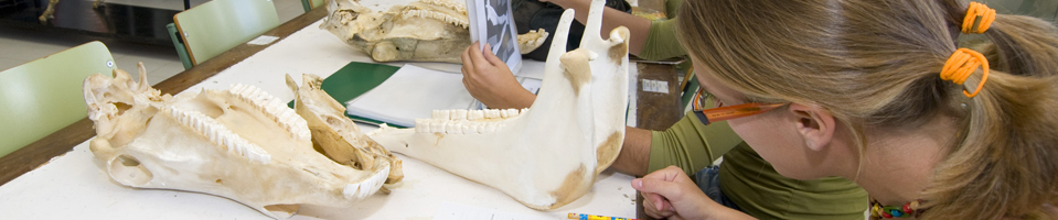 Estudiantes examinando huesos de animales