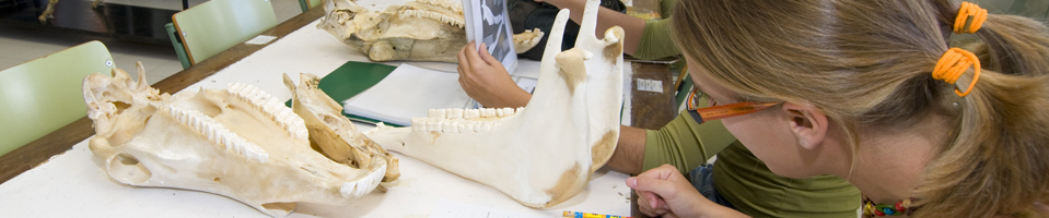 Estudiantes examinando huesos de animales